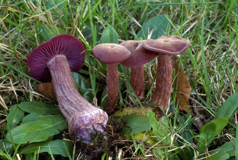 Laccaria amethysteo-occidentalis